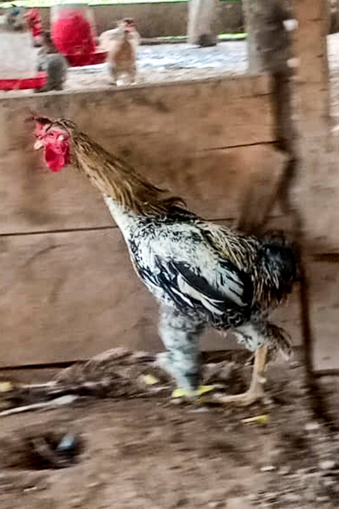 WhatsApp Image 2025-04-03 at 7.35.47 PM copia.jpg